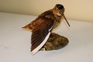 Beccaccia imbalsamata