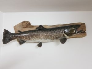 Trota marmorata
