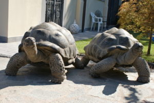 tartaruga gigante di Aldabra imbalsamata 2