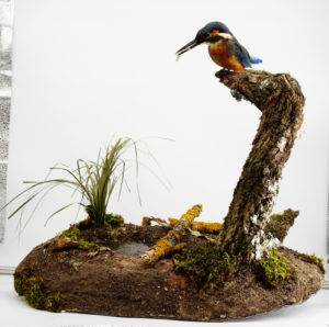 Diorama martin pescatore imbalsamato Diorama martin pescatore imbalsamato