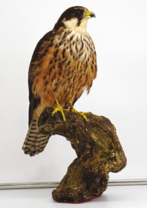 Falco della regina imbalsamato Falco della regina imbalsamato