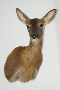 Capriolo-femmina-imbalsamato.JPG Capriolo femmina imbalsamato