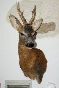 Capriolo maschio imbalsamato Capriolo maschio imbalsamato