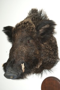 Cinghiale-trofeo-imbalsamato.JPG Cinghiale trofeo imbalsamato