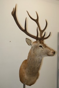 Cervo imbalsamato Cervo imbalsamato