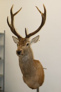 Cervo imbalsamato Cervo imbalsamato