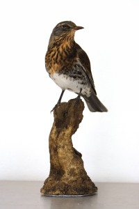 Cesena imbalsamata Cesena imbalsamata