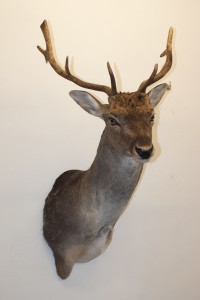 Daino imbalsamato Daino imbalsamato