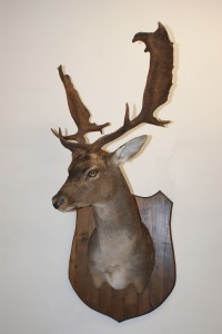 Daino imbalsamato Daino imbalsamato