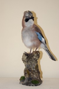 Ghiandaia imbalsamata Ghiandaia imbalsamata