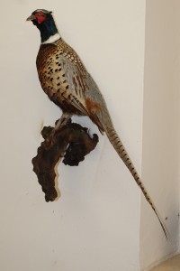 fagiano cinese imbalsamato fagiano cinese imbalsamato