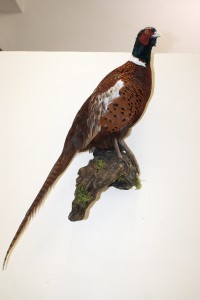 fagiano imbalsamato fagiano imbalsamato