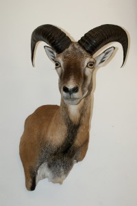 muflone imbalsamato muflone imbalsamato