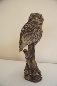 Civetta imbalsamata Civetta imbalsamata