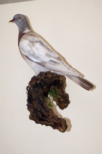 Colombaccio isabellino imbalsamato Colombaccio isabellino imbalsamato