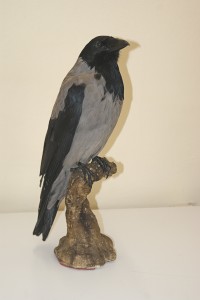 Cornacchia imbalsamata Cornacchia imbalsamata