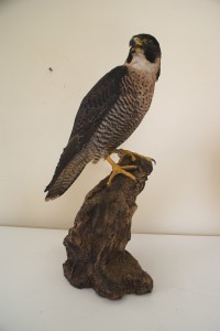 Falco pellegrino imbalsamato Falco pellegrino imbalsamato