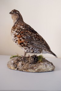 Francolino di monte imbalsamato Francolino di monte imbalsamato