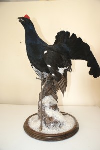 Gallo Forcello imbalsamato Gallo Forcello imbalsamato