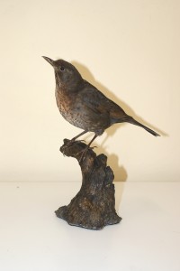 Merlo imbalsmato Merlo imbalsmato