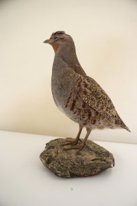 Starna imbalsamata Starna imbalsamata