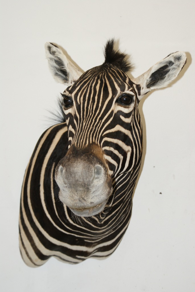 Zebra di Burchell imbalsamata
