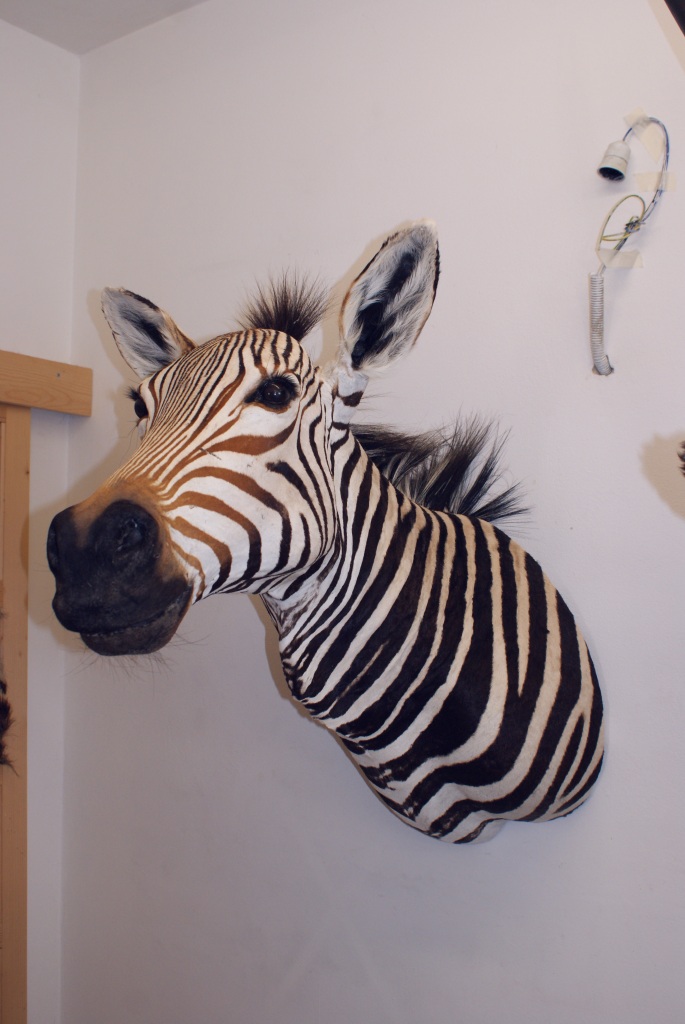 Zebra di Hartmann imbalsamata