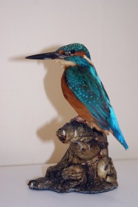 Martin Pescatore imbalsamato Martin Pescatore imbalsamato