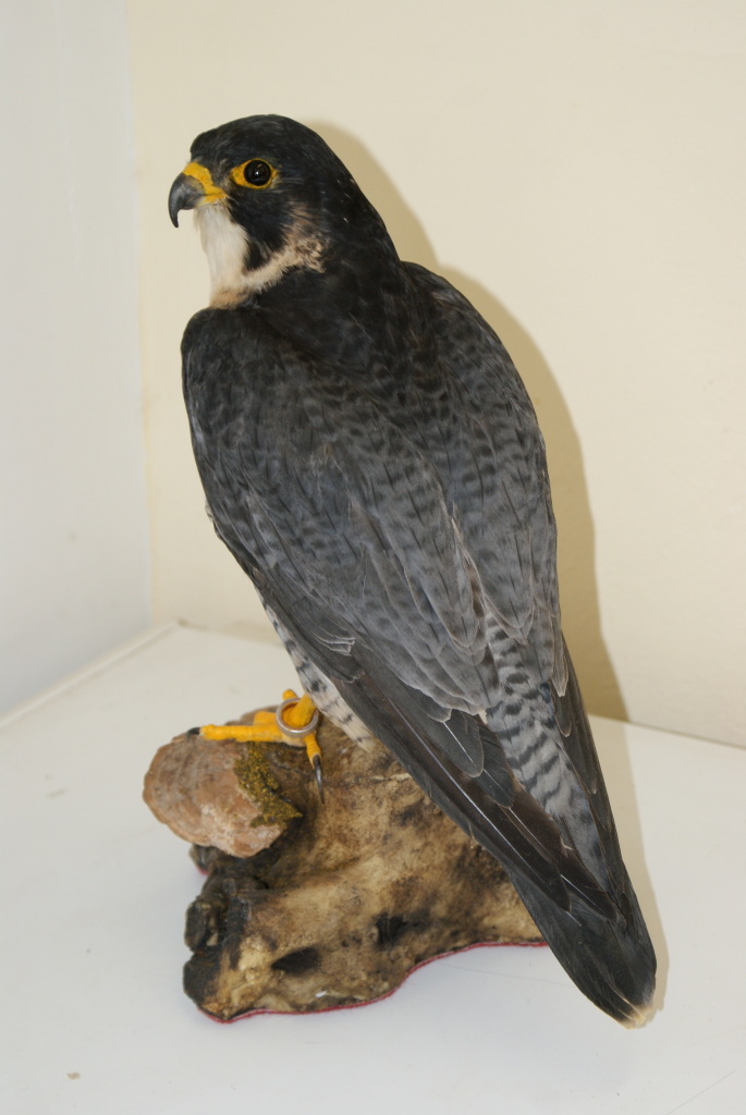 Falco pellegrino imbalsamato