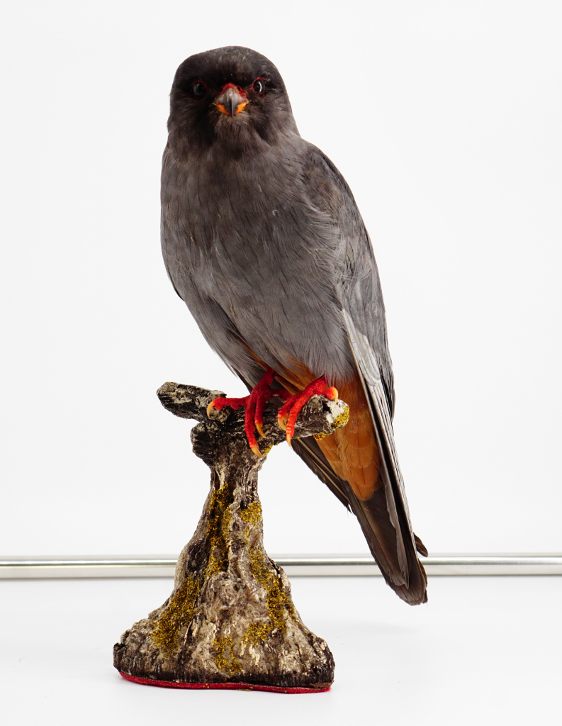 Falco cuculo imbalsamato